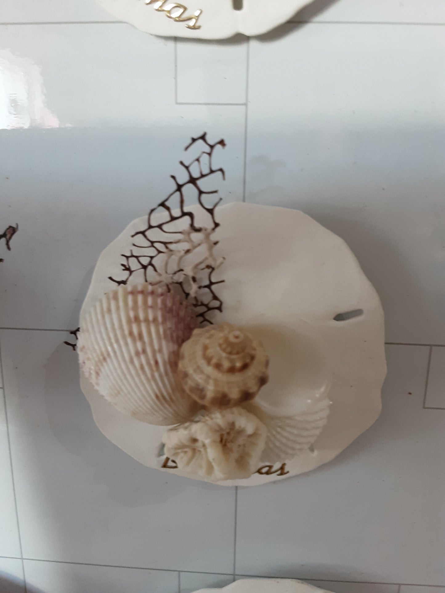 Seashell magnet